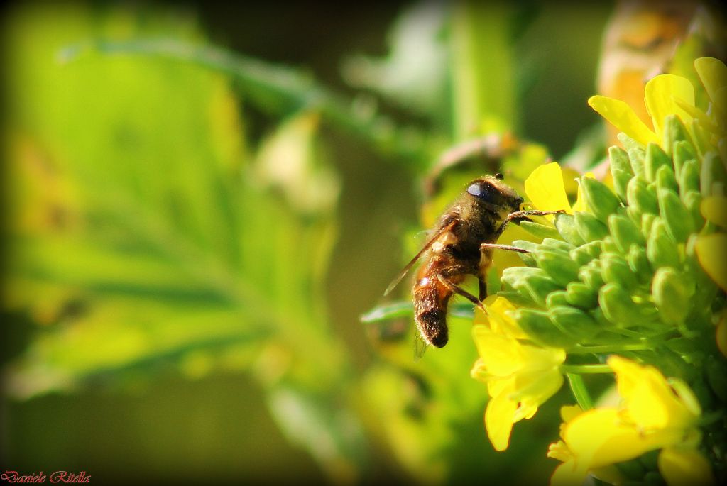 Dittero che imita un''ape: Eristalis sp.